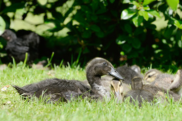 Domesticated ducks on meadow