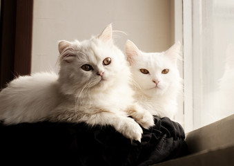 Two beautiful cats