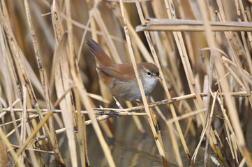 Usignolo di fiume (Cettia cetti)