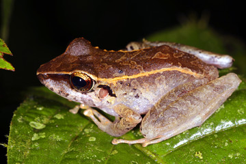 Amazonian rain frog (Pristimantis sp.) from Ecuador