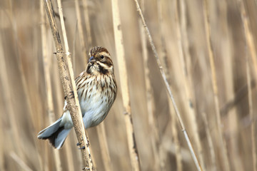 Migliarino di palude (Emberiza schoeniclus)