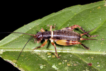 Cricket on a leaf at night in rainforest