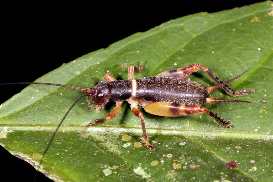 Cricket On A Leaf At Night In Rainforest