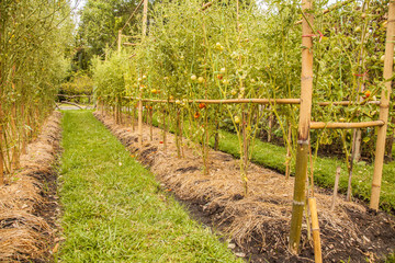 red and green tomatoes