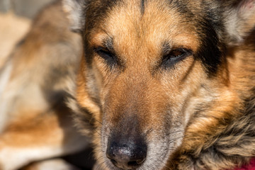 German Shepherd dog closeup