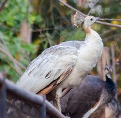 peafowl