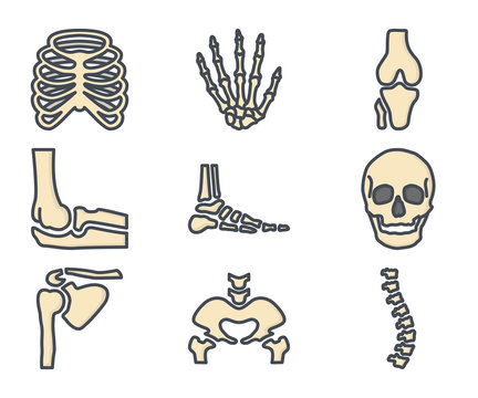 Human Skelton Bones Colored Icon