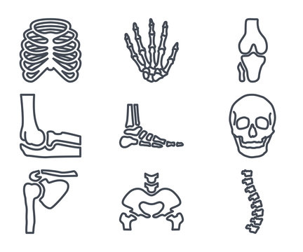 Human Skelton Bones Outline Icon
