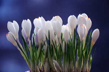 white crocus spring flowers small wild