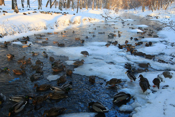 bird on winter pond ducks overwinter