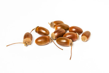 Dried acorns on a white background