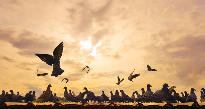 Abstract backgroud : flock of pegeon on th roof with sun set