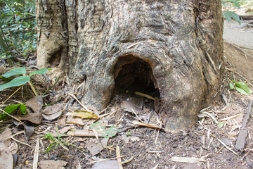 tree hollow in forest