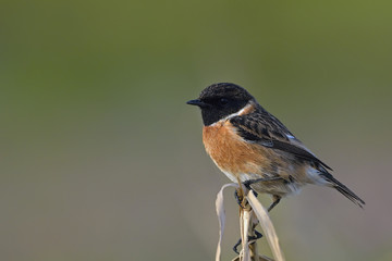 European stonechat (Saxicola rubicola), Crete