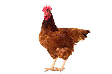 full body of brown chicken ,hen standing isolated white background use for farm animals and livestock theme