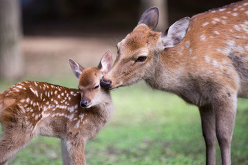 奈良公園の親子鹿