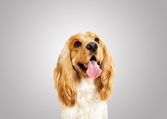 portrait of a cocker spaniel on a gray background