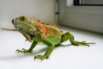 Green iguana reptiles portrait, close up