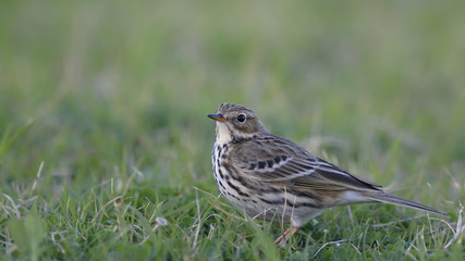Fototapeta premium Meadow Pipit (Anthus pratensis), Crete