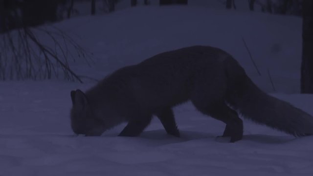 fox in winter - sweden