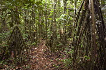 Path running through a grove of stilt rooted palms (Iriartea deltoidea) in the Ecuadorian Amazon