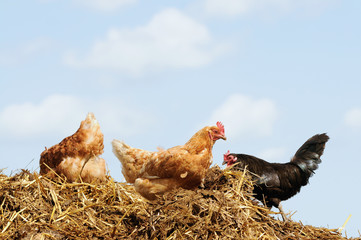 Chickens on Compost heap