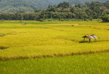  Hut in the rice field
