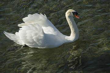 Schwan bei der Insel Werd, Stein am Rhein, Schweiz