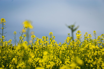 Rape meadow under blue sky,Golden rape field with cloudy sky,Yellow oilseed rape field,golden field of flowering rapeseed -brassica napus-plant for green energy and oil industry