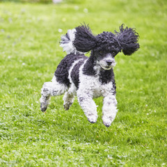 Fototapeta premium Hüpfender Hund