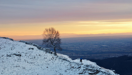 Paesaggio al tramonto con albero uomo e cane