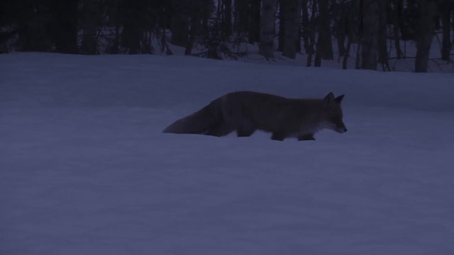 fox in winter - sweden