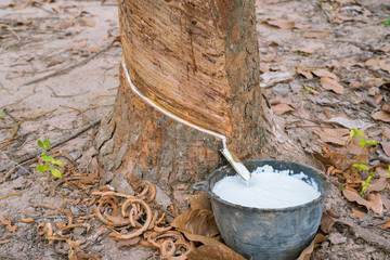 Rubber tapper latex - Rubber tree in rubber plantation in Thailand.