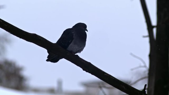 Bird is Sitting on a Bare Branches Tree, Winter, Cold Weather