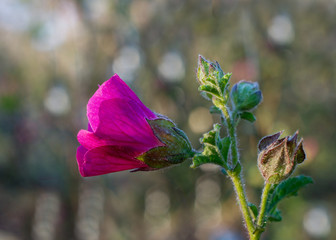Cape mallow, Anisodontea sp hybrid, pink flowers in nature