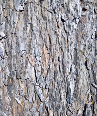 Cracked Rock Background