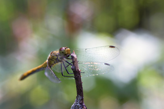 Dragonfly on the prowl looking out for prey sitting high up on a branch in a forest glade summer day