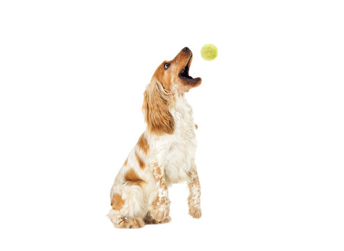 English Cocker Spaniel dog catches a ball