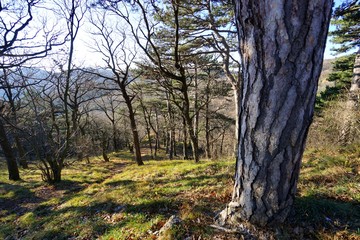 Lichter Wald an Hang mit grüner Wiese