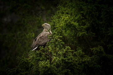 White-tailed Eagle