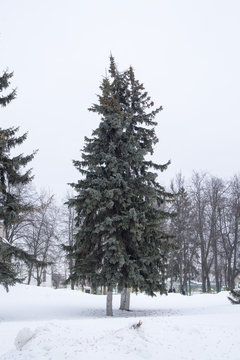 Елка зимой в парке