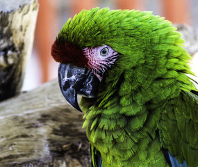 Macaw, Bird, Wildlife, Animal, Beak, Eye