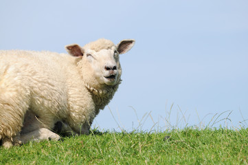 Sheep lying on pasture