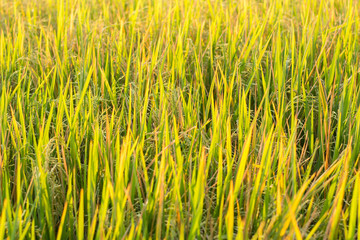 Rice plant in paddy field in Thailand,Close up of green paddy rice plant,Rice plants closeup in autumn