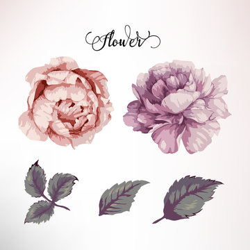 Peonies and leaves, watercolor, can be used as greeting card, invitation card for wedding, birthday and other holiday and  summer background. Vector illustration.
