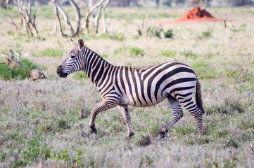 Fototapeta na wymiar Zebra lying in the savanna