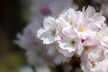 Japanische Kirschblüte_1