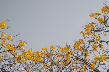 Cochlospermum regium flower on gray sky .
Yellow Cotton Tree is a small tree. 