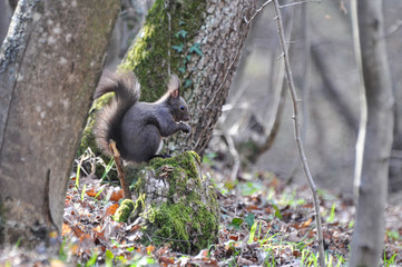 Squirrel sits on a stone and eat a nut in spring