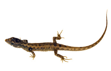 A Gymnophthalmid lizard from Ecuador (Potamites sp.)